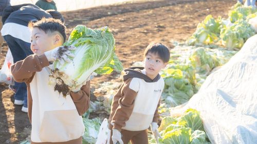 農園リゾート THE FARMで白菜の収穫体験をしている子どもたち